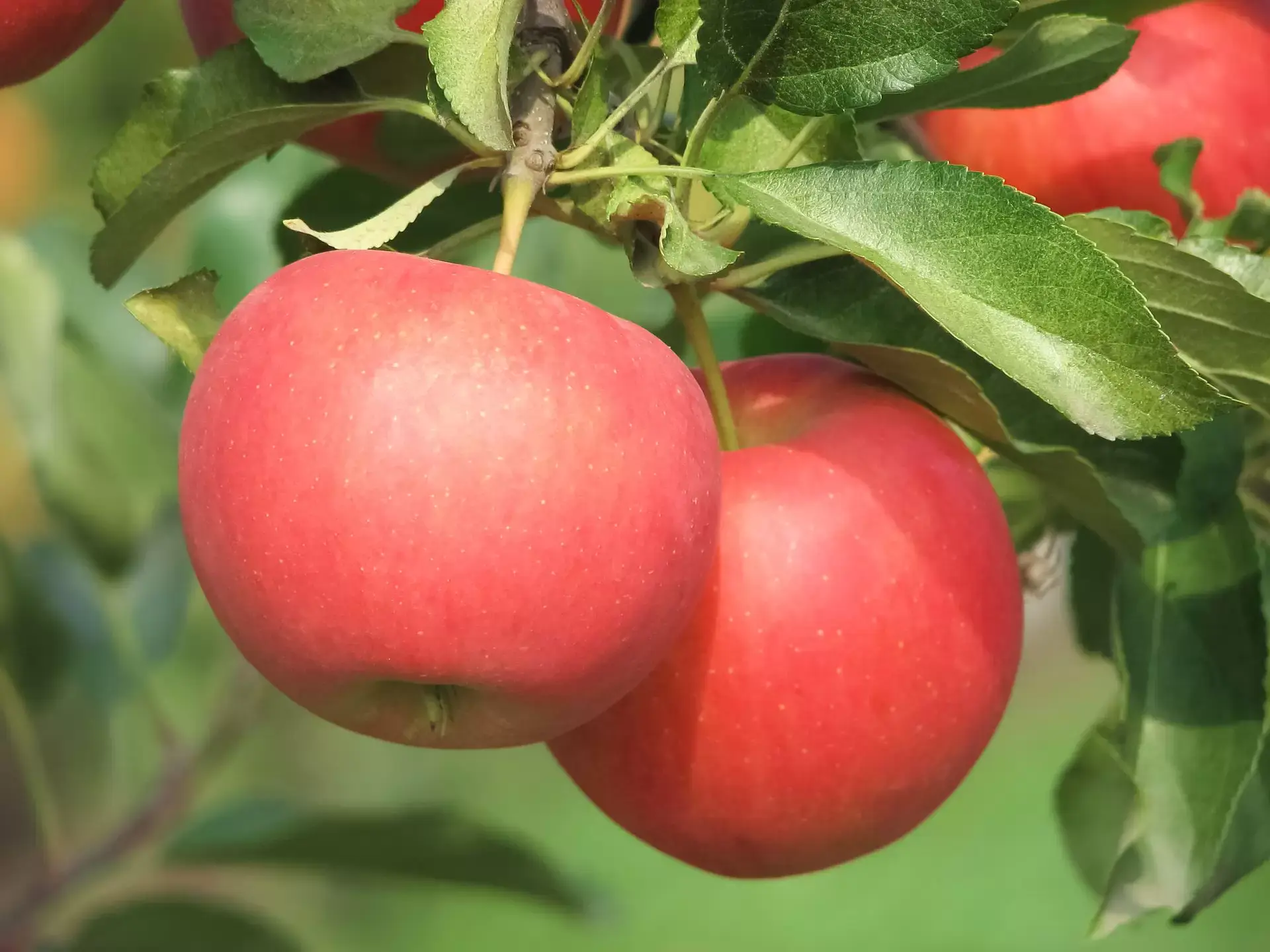 How to plant a fruit orchard and turn it into a successful business